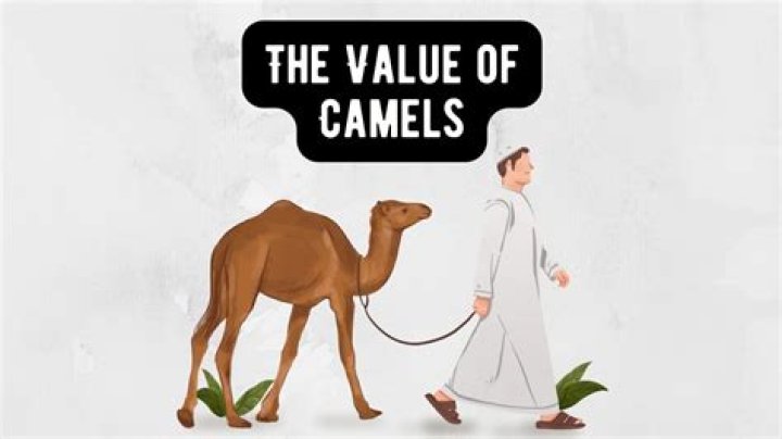 Camel price - How To Discuss