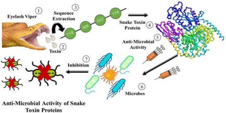 Does electricity neutralize the proteins in snake venom