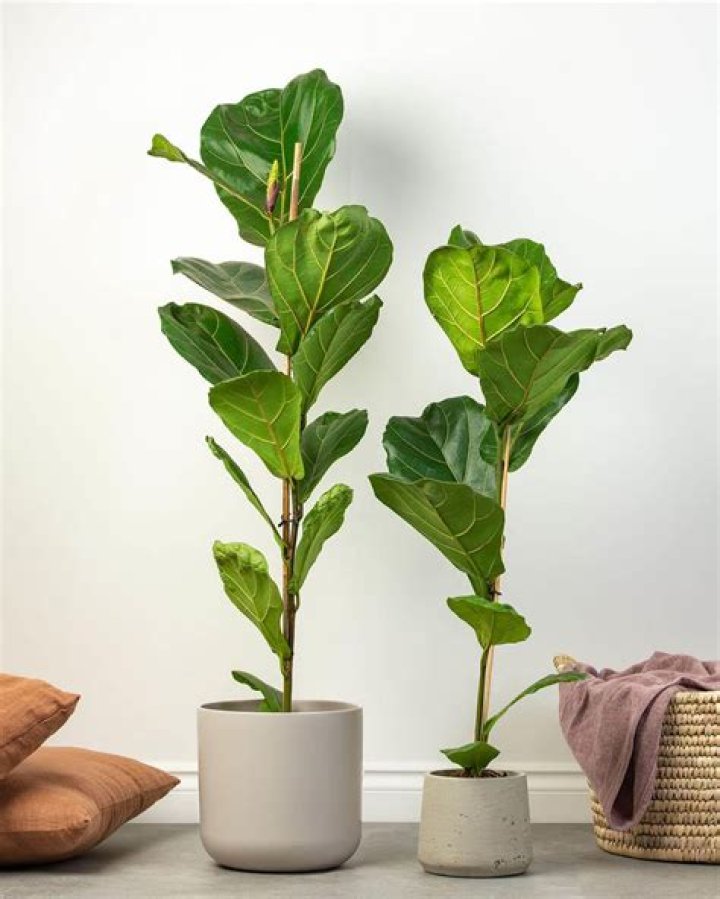 fiddle leaf fig indoor