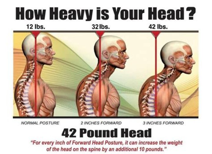 How Much Does A Human Head Weigh