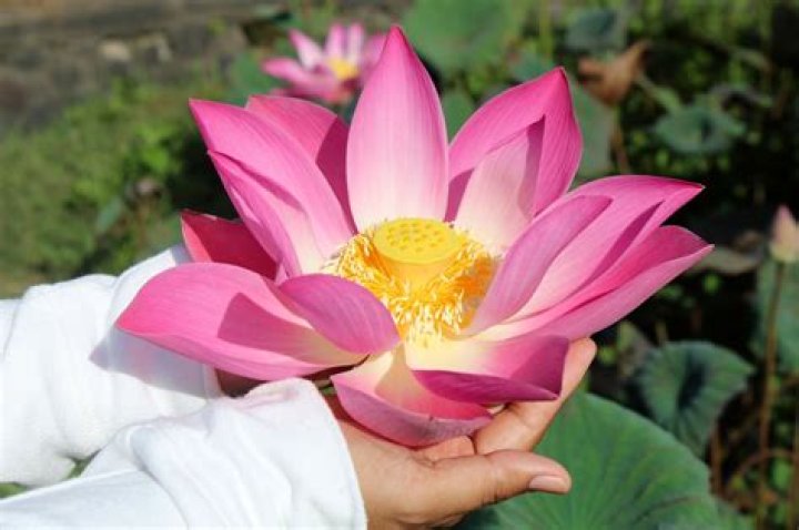 lotus flower