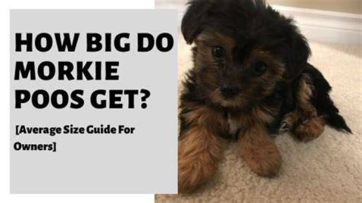 Morkie Size Morkie Size