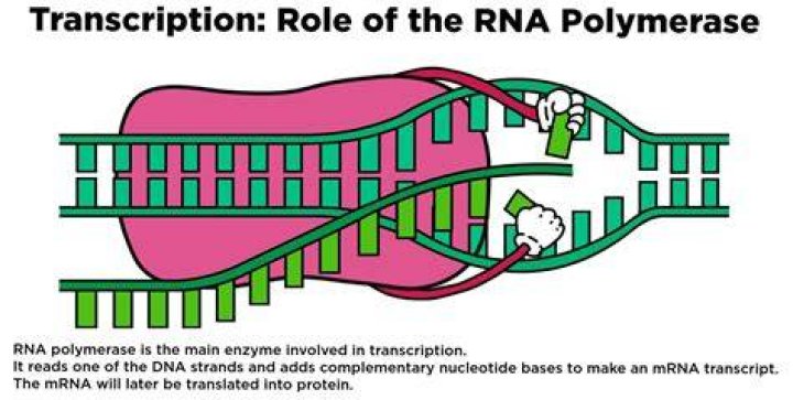 rna polymerase