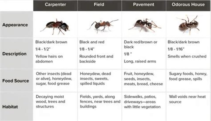 small ants