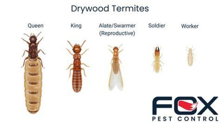 what are termites