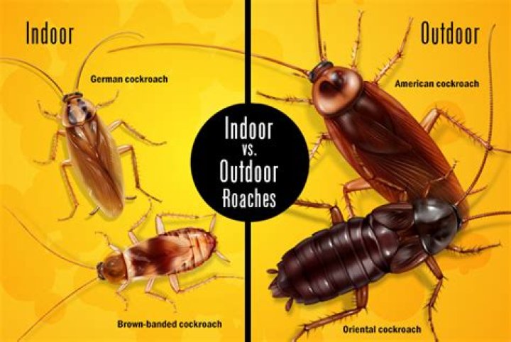 what causes roaches