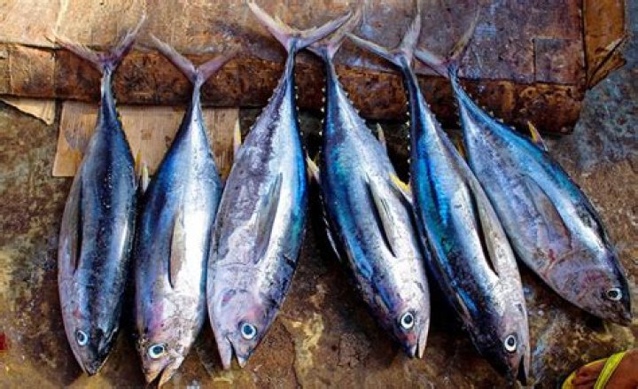 What is a fish without bones called?