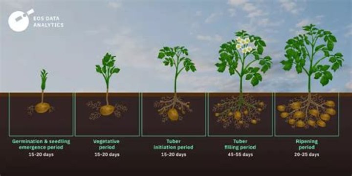 When potato plants die off?