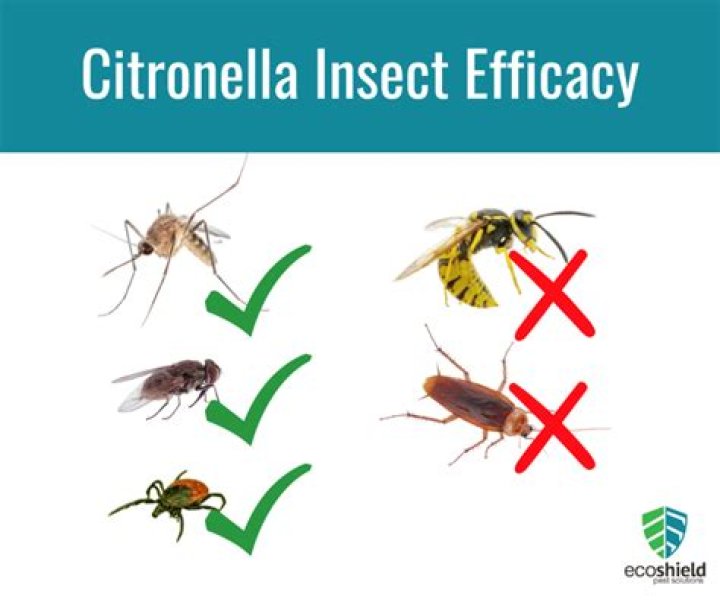 Which insects does citronella repel