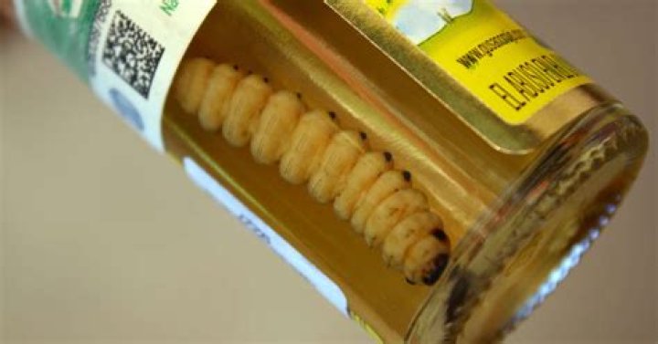 Why Is There A Worm In Tequila